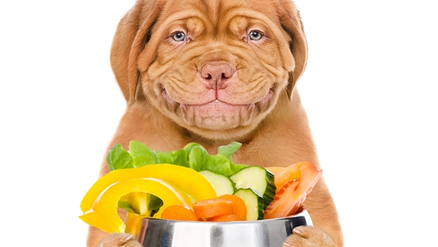 DrDogvitamin_vitaminokk_es_asvanyi_anyagok_potlasa