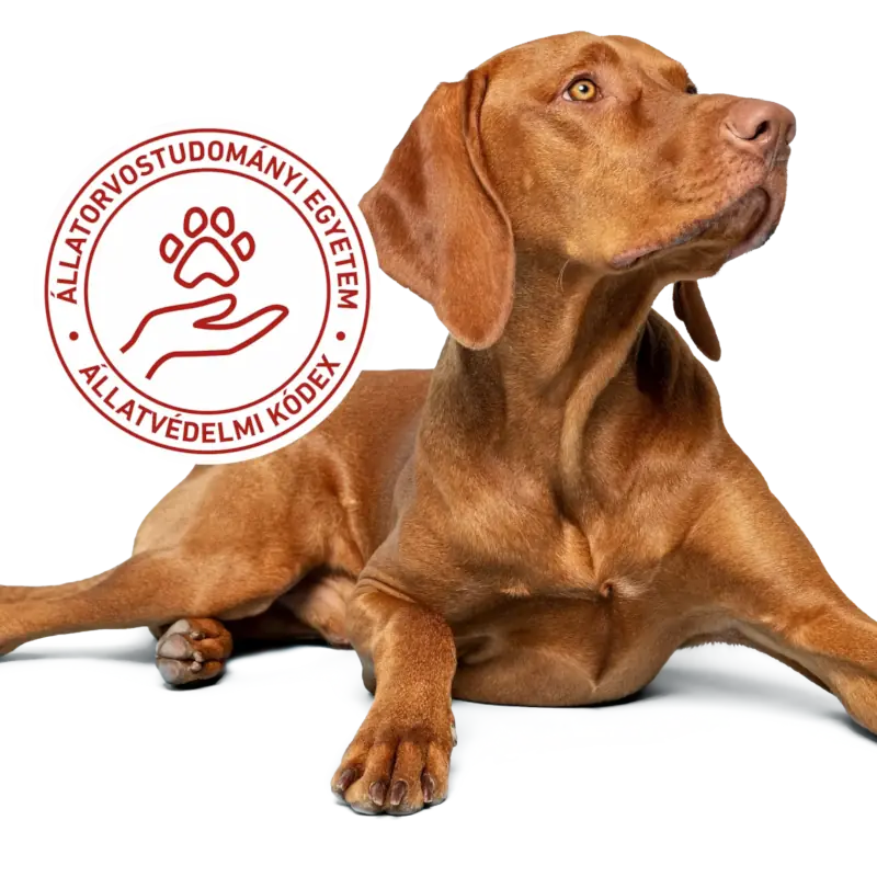 Dr. Dog Vitamin kutyavitamin vitaminfalat jutalomfalat prémium kiegészítő eledel kutyák számára