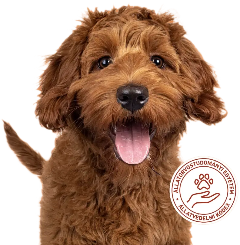 Dr. Dog Vitamin multiMAX prémium kutyavitamin vitaminfalat