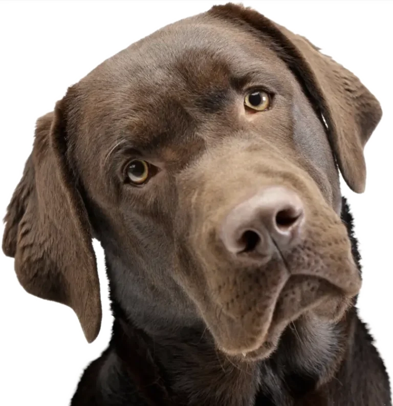 Dr. Dog Vitamin multiMAX prémium kutyavitamin vitaminfalat