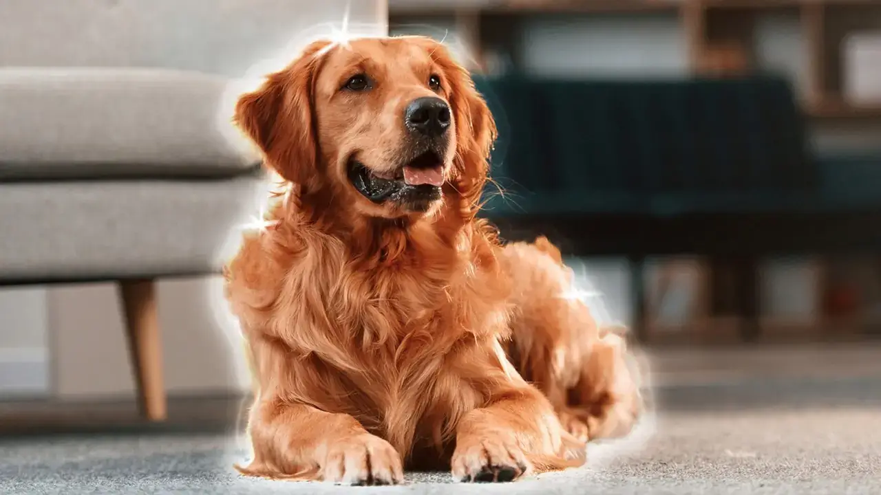 Dr. Dog Vitamin allergySHIELD kutyavitamin vitaminfalat jutalomfalat