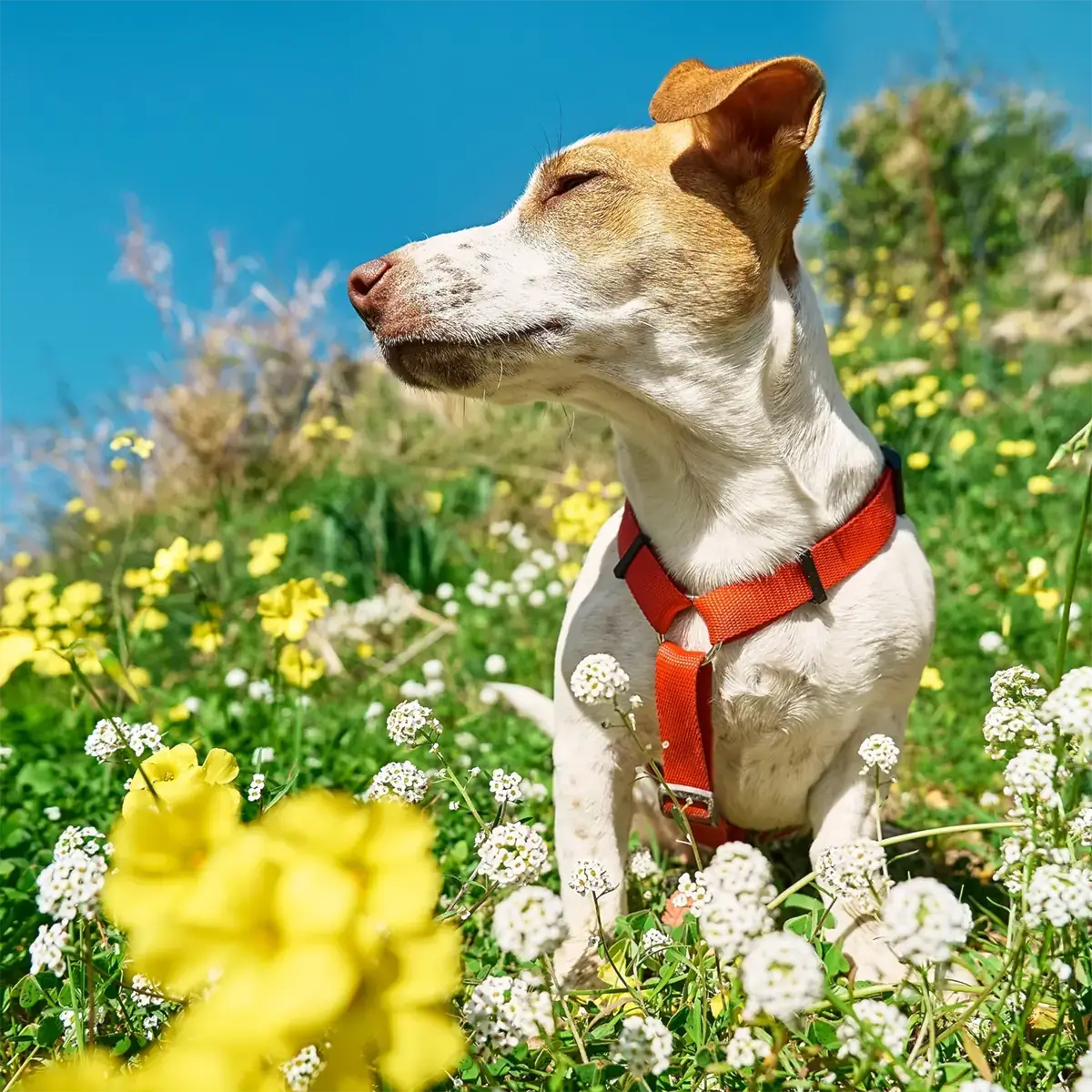 Dr. Dog Vitamin allergySHIELD kutyavitamin vitaminfalat jutalomfalat