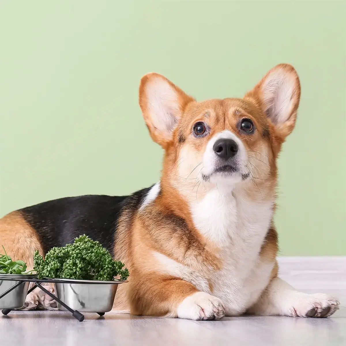 Dr. Dog Vitamin allergySHIELD kutyavitamin vitaminfalat jutalomfalat