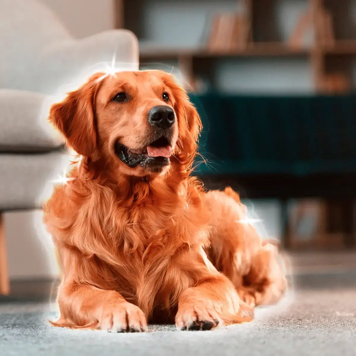 Dr. Dog Vitamin allergySHIELD kutyavitamin vitaminfalat jutalomfalat