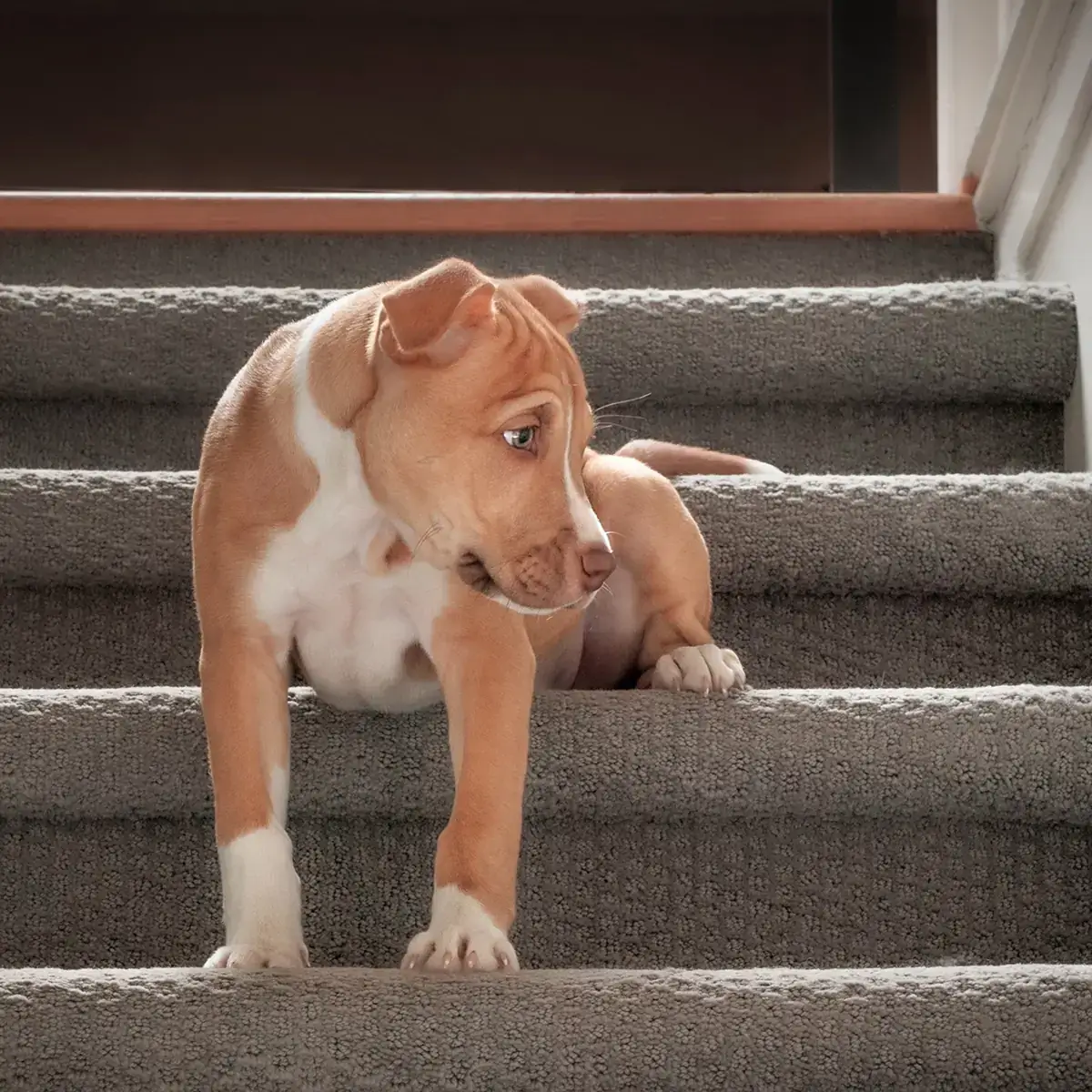 Dr. Dog Vitamin jointPLUS kutyavitamin vitaminfalat jutalomfalat ízületvédő