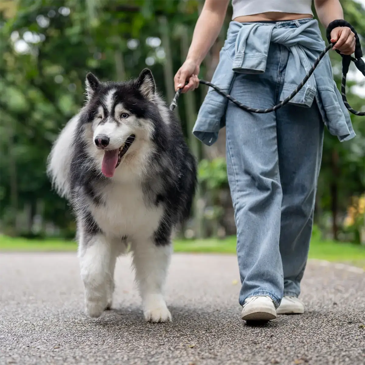 Dr. Dog Vitamin jointPLUS kutyavitamin vitaminfalat jutalomfalat ízületvédő