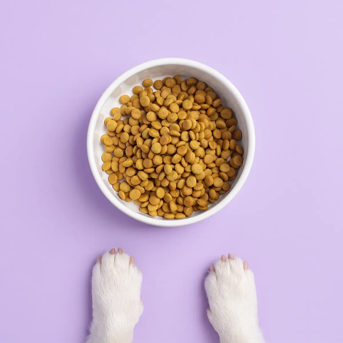 Dr. Dog Vitamin multiMAX kutyavitamin vitaminfalat jutalomfalat multivitamin anti-aging helathy aging immunerősítő