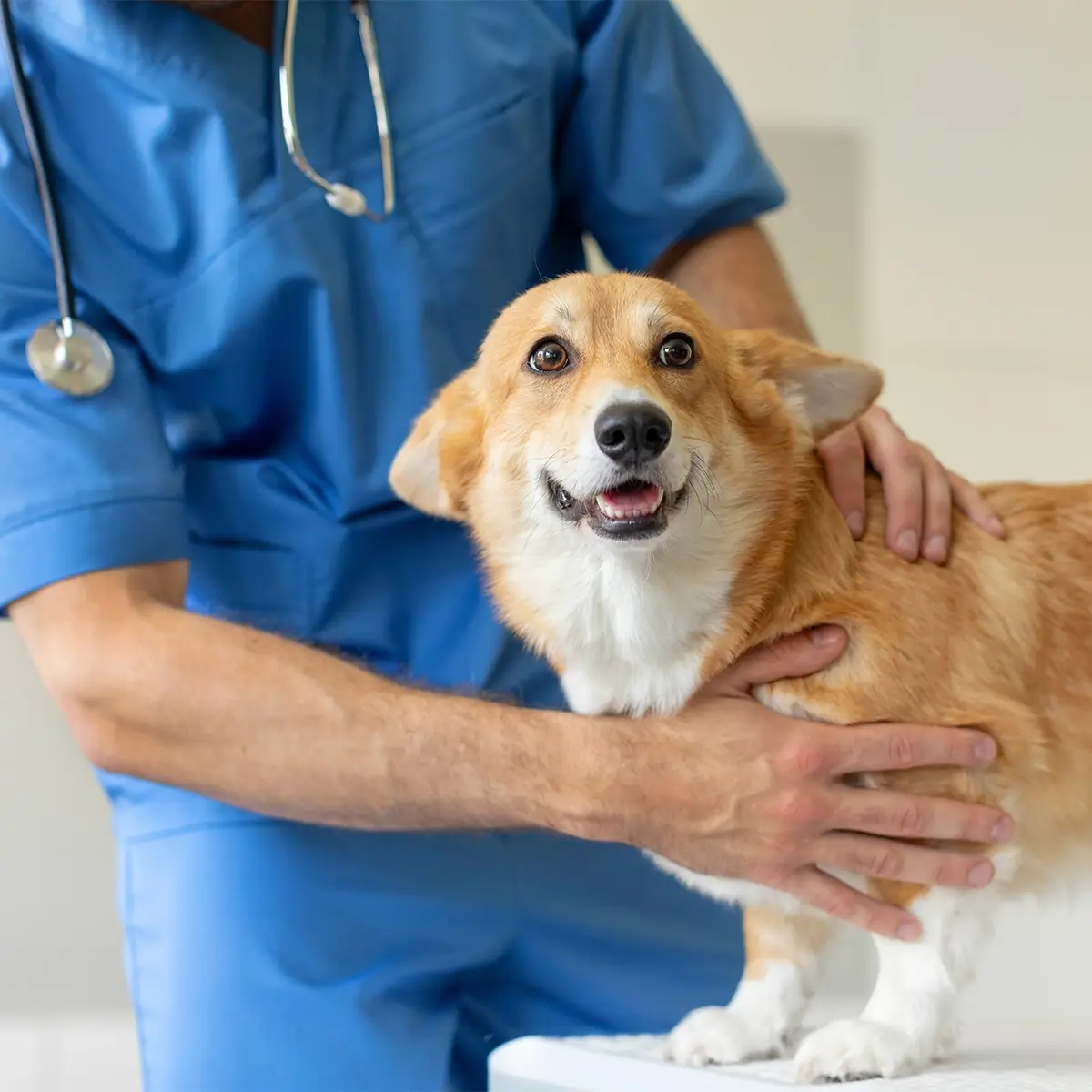 Dr. Dog Vitamin multiMAX kutyavitamin vitaminfalat jutalomfalat multivitamin anti-aging helathy aging immunerősítő