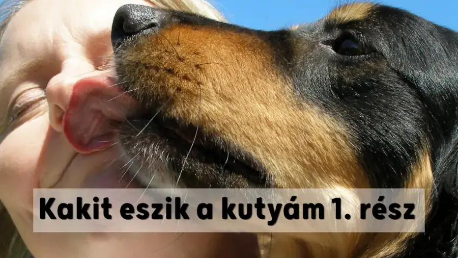Kakit eszik a kutyám 1. rész