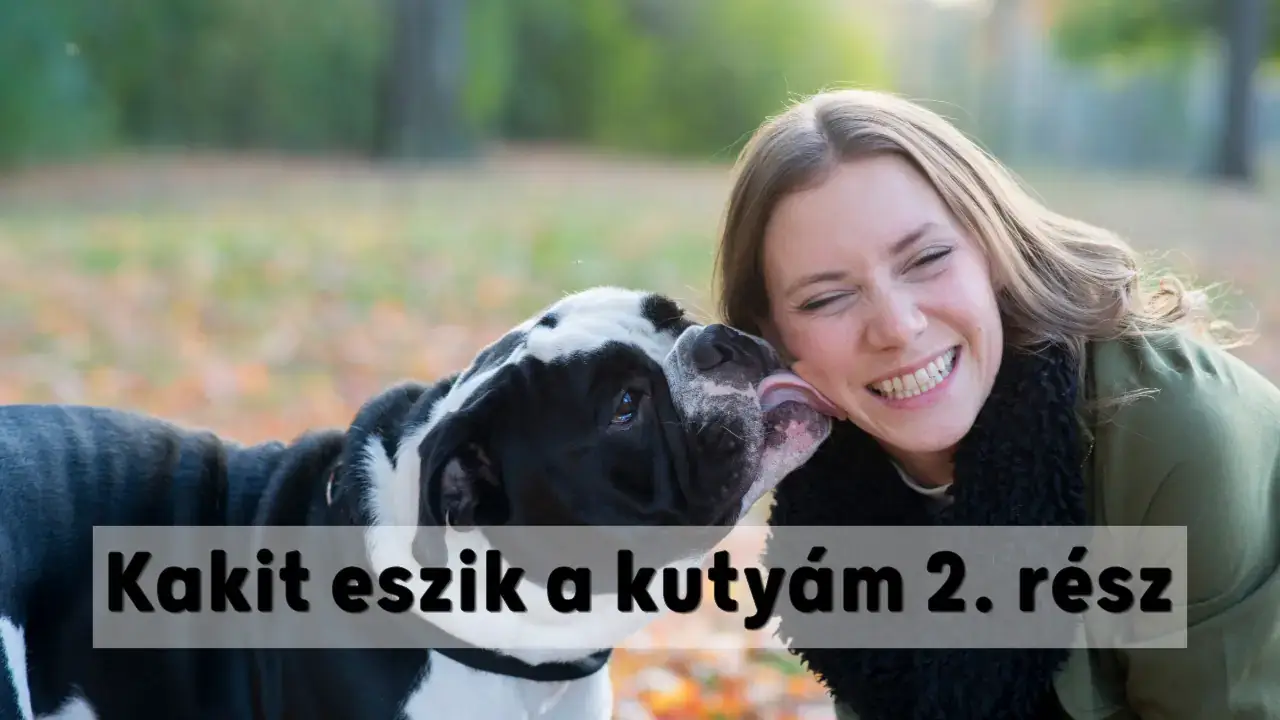 Kakit eszik a kutyám 2. rész