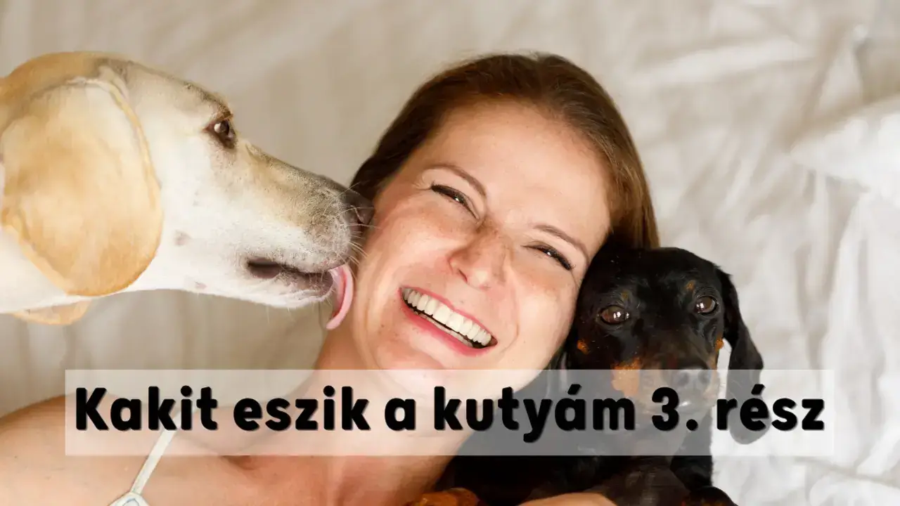 Kakit eszik a kutyám 3. rész